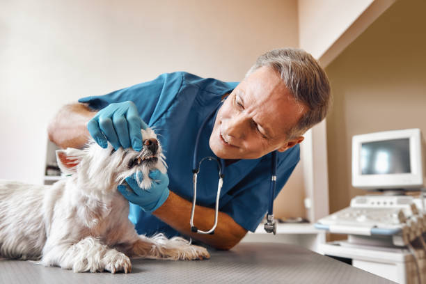 Best 24-Hour Emergency Dentist in River Oaks, TX